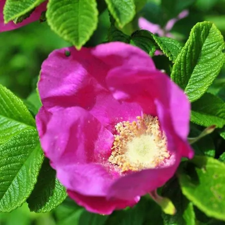 Dom wakacyjny Sonnenhof F Von & Mehr *